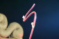 Lovina Festival Picture Gallery 26-07-2025 Livestream